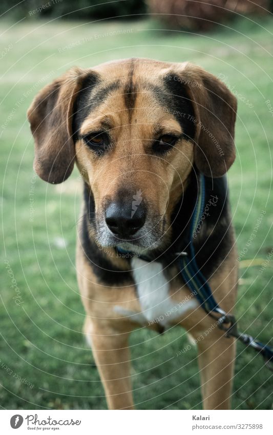 Hund auf Wiese schaut traurig strassenhund mischling wiese anschauen draußen tier hundewiese haustier black canino labrador welpe hübsch breed portrait