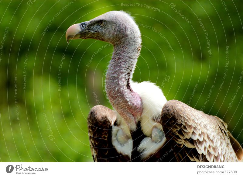 The vulture knows! Animal Wild animal Bird Wing 1 Observe Movement To fall Catch Flying Feeding Hunting Looking Aggression Esthetic Brown White Vulture Zoo