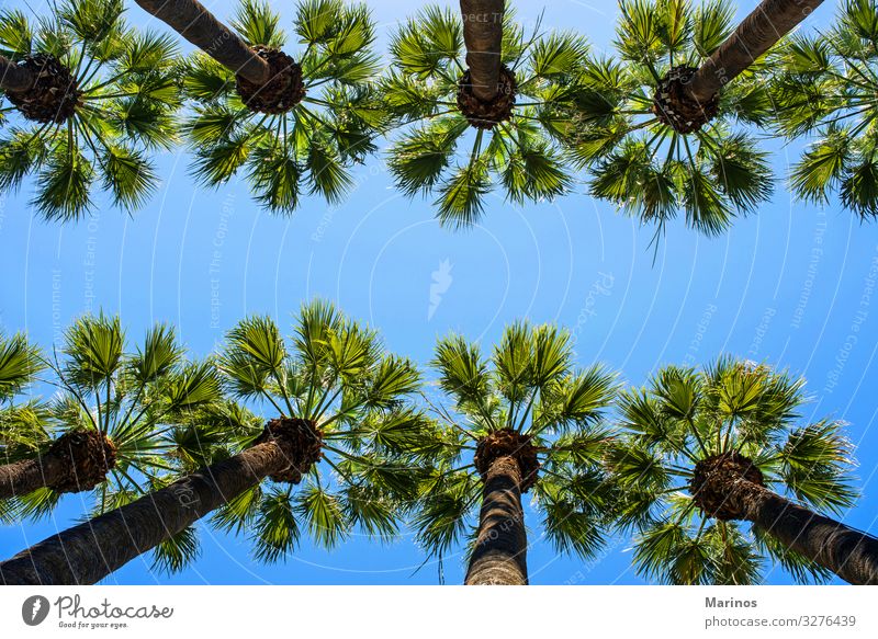 palm trees Style Vacation & Travel Tourism Summer Garden Nature Landscape Sky Sun Tree Park Old Blue Green background southern Tropical holiday Athens national
