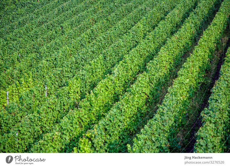 vineyards at the hills of the river Moselle Nature Growth Fresh Bunch of grapes moselle Mature Symbols and metaphors trittenheim Vineyard Colour photo Dawn