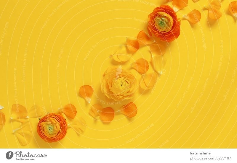 Yellow flowers and petals on a yellow background - a Royalty Free Stock  Photo from Photocase