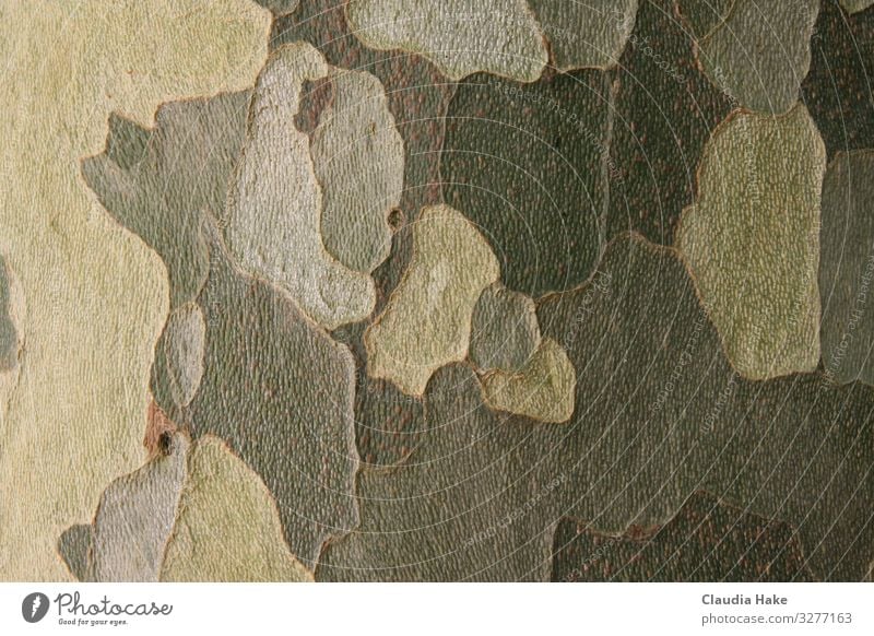 Bark of the plane tree Environment Plant Tree Sycamore Tree bark Wood Ornament Line Design Environmental protection camouflage Colour photo Subdued colour