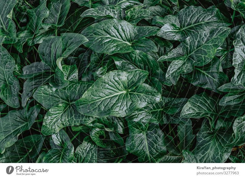 Top view of natural dark green pattern plant leaves Exotic Beautiful Summer Garden Wallpaper Nature Plant Leaf Foliage plant Wild plant Growth Fresh Glittering