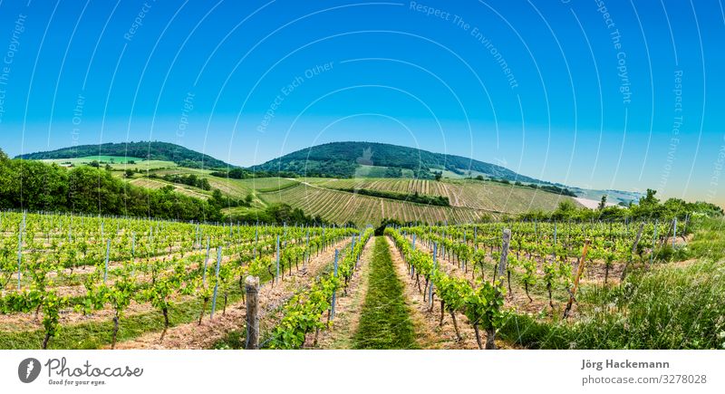 view of vineyard in spring time Nature Flag Jump Bingen Muenster-Sarsheim agriculture area cloudy electricity environment field Germany grapes green growing