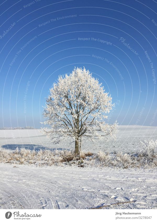 tree in hoar frost Winter Snow Landscape Sky Weather Tree Blue White Cold Frankenhausen ICE bad field Frost Germany Rural Seasons Symbols and metaphors