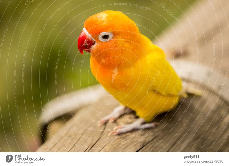Yellow Conure Animal Wild animal Bird Animal face Wing Claw Zoo Parakeet Observe Discover To enjoy Vacation & Travel Looking Illuminate Dream Exceptional