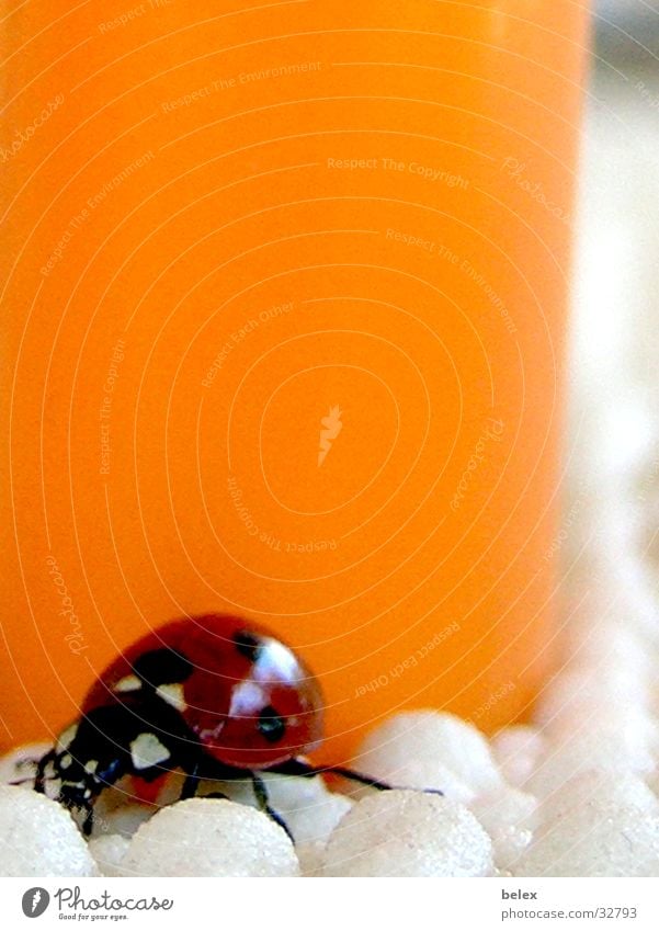 ladybugs Ladybird Insect Animal Red Loneliness Search Crawl Lighter Beetle Flying Orange Colour Hide Patch Point Tablecloth