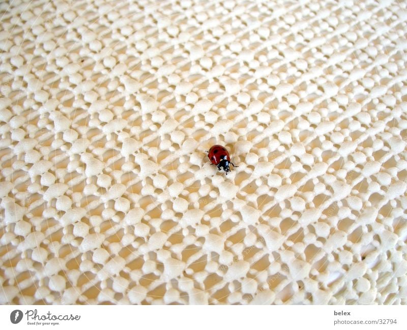 lonely ladybug Ladybird Insect Animal Red White Loneliness Search Pattern Crawl Beetle Flying Structures and shapes Patch Point Tablecloth