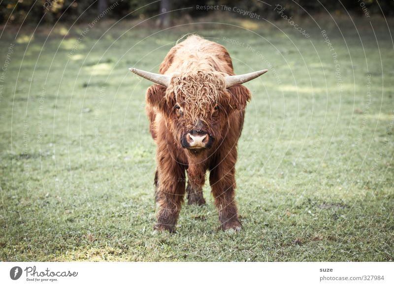 Call me baby again! Environment Nature Animal Meadow Field Pelt Farm animal Animal face 1 Baby animal Cuddly Small Funny Cute Brown Green Calf Cattle Pasture