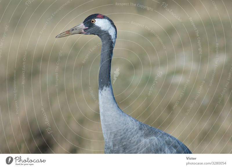 Common crane (Grus grus). Gallocanta Lagoon Natural Reserve. Aragón. Spain. Nature Animal Bird Wild animals aragon avian biodiversity biosphere bird watch