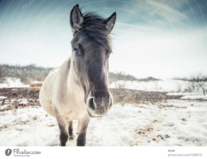 Blackhead Beautiful Winter Snow Environment Nature Animal Sky Wild animal Horse Animal face 1 Looking Stand Authentic Cold Cute Blue White Mane Horse's head