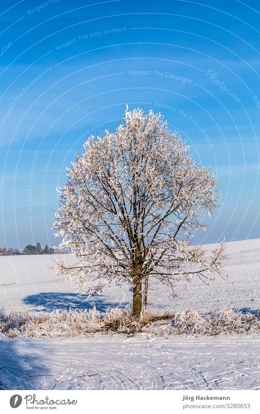 white icy trees in snow covered landscape Harmonious Winter Snow Landscape Sky Weather Tree Old Blue White Emotions Loneliness Bad Frankenhausen Cold ICE field