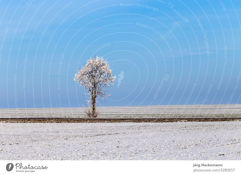 white icy trees in snow covered landscape Harmonious Winter Snow Landscape Sky Weather Tree Street Old Blue White Emotions Loneliness Bad Frankenhausen Cold ICE