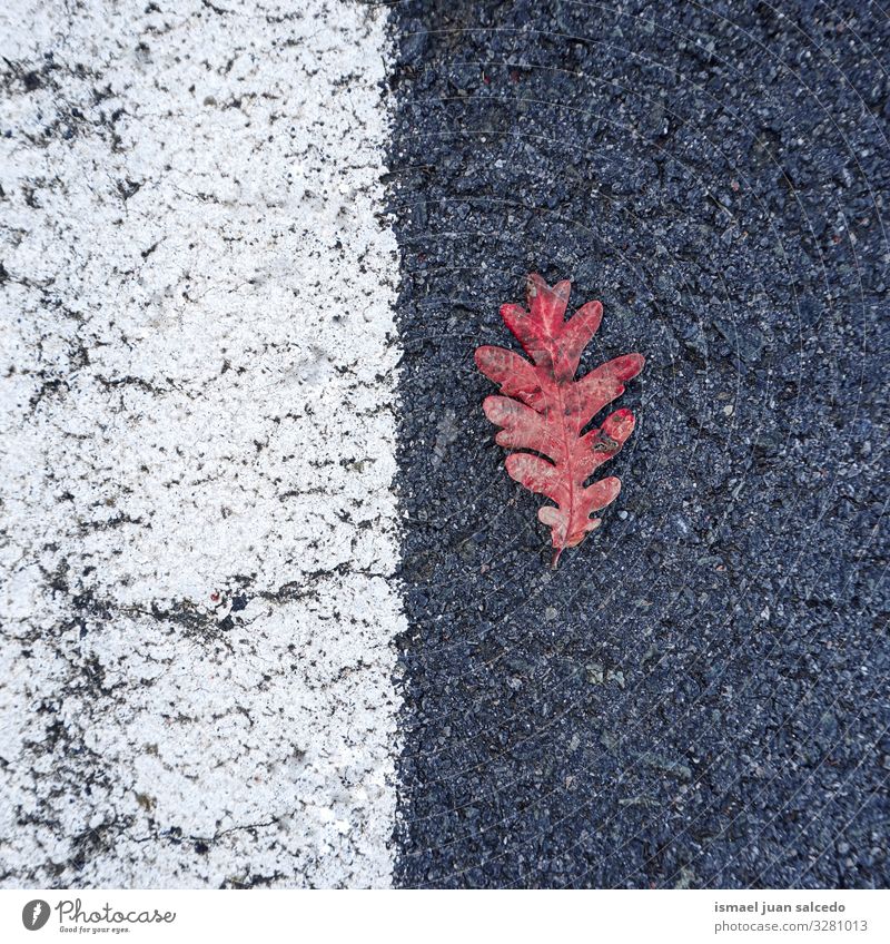 red leaf on the road on the street Leaf Red Loneliness Isolated (Position) Ground Nature Natural Exterior shot Background picture Consistency Fragile Autumn