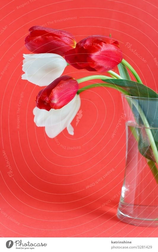 White and red Tulips on a red background Valentine's Day Mother's Day Easter Birthday Adults Spring Flower Blossom Bouquet Love Bright Hip & trendy Red