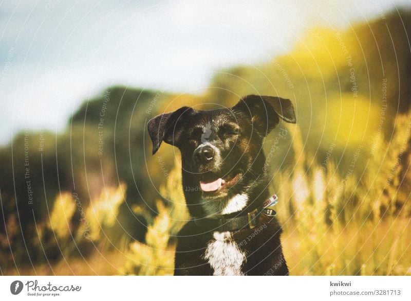 Dog on meadow II Environment Nature Landscape Plant Sunlight Spring Summer Autumn Beautiful weather Flower Grass Bushes Leaf Blossom Foliage plant Wild plant
