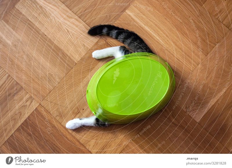 concealment Cat Laminate Bowl Playing Exceptional Funny Love of animals Whimsical Hide Private sphere Colour photo Interior shot Copy Space left
