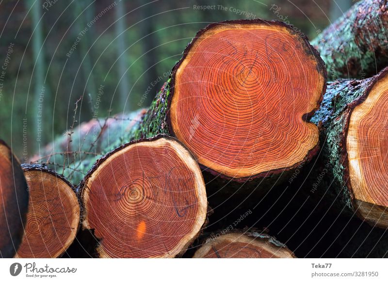 #Cutting of wood Environment Nature Landscape Plant Animal Tree Pelt Esthetic logging Wood Wooden board Colour photo Exterior shot