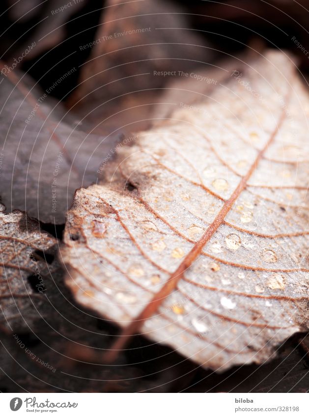foliage Animal Autumn Leaf Drop Esthetic Brown Black Woodground Drops of water Nature Transience Grief Colour photo Exterior shot Abstract Pattern