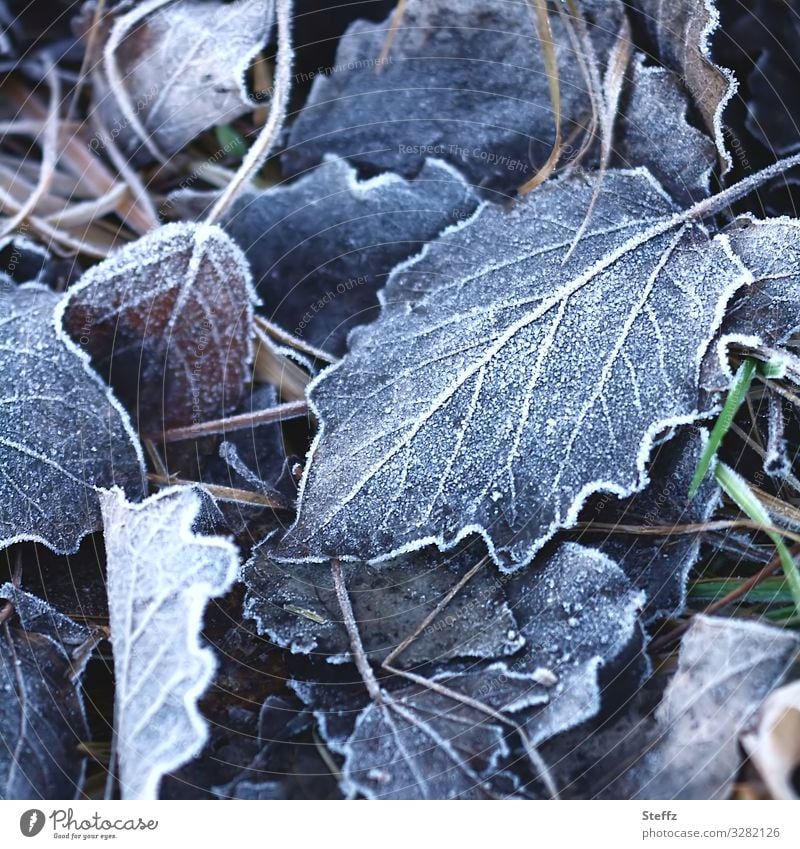 winter foliage Frost Winter leaves chill Freeze Hoar frost frosty Frozen onset of winter winterly silence Winter Melancholy freezing cold winter cold Nordic
