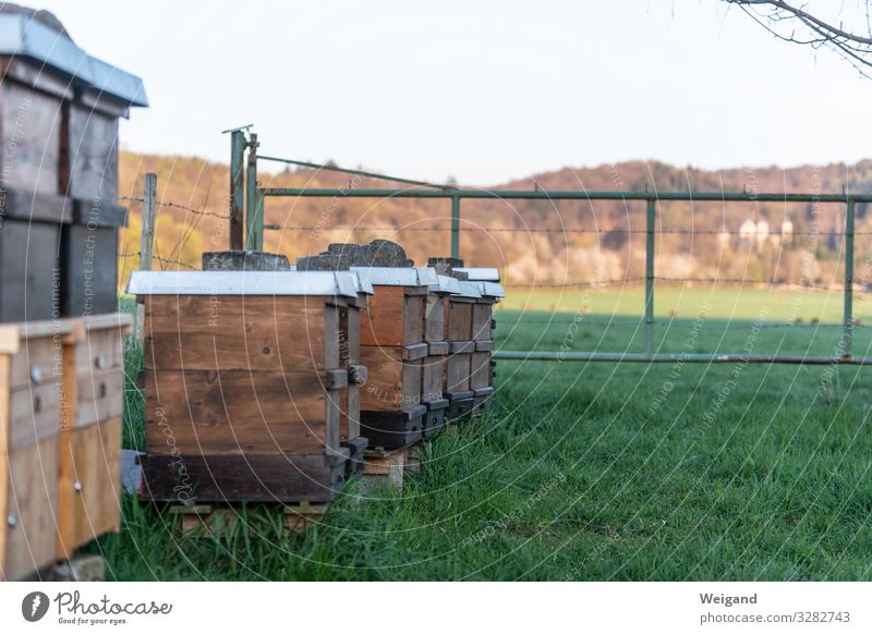 bees Organic produce Meadow Field Farm animal Bee Green Success Power Honey Honey bee Bee-keeping beehive Colour photo Exterior shot Copy Space right