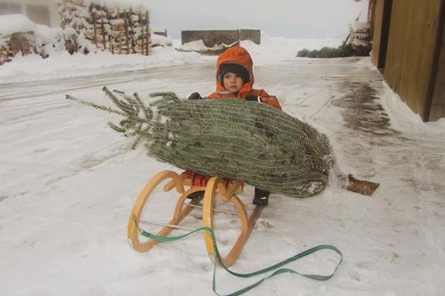 Child with Christmas tree on a sleigh Joy Harmonious Leisure and hobbies Winter Snow Christmas & Advent Toddler Face 1 Human being Tree Coat Cap Select Shopping