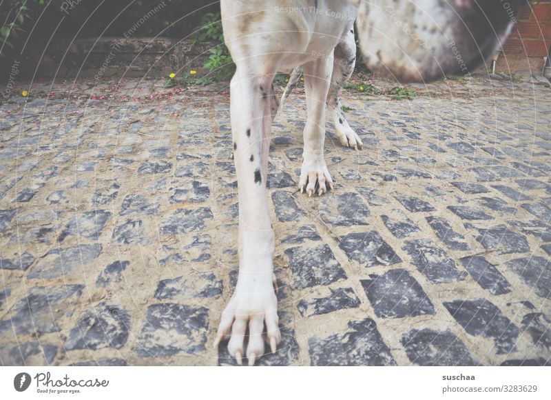 want to snuffle Dog Large Mastiff Dog's snout Legs Paw Pet Love of animals Cobblestones Detail Section of image Movement Strange Exceptional Perspective