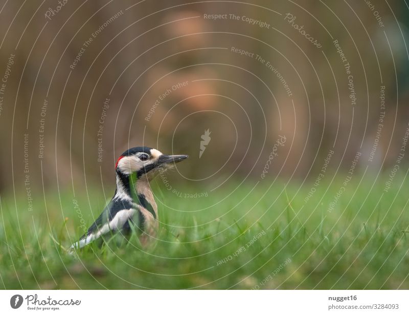 great spotted woodpecker in the grass Environment Nature Plant Animal Spring Summer Autumn Beautiful weather Grass Meadow Garden Park Forest Wild animal Bird