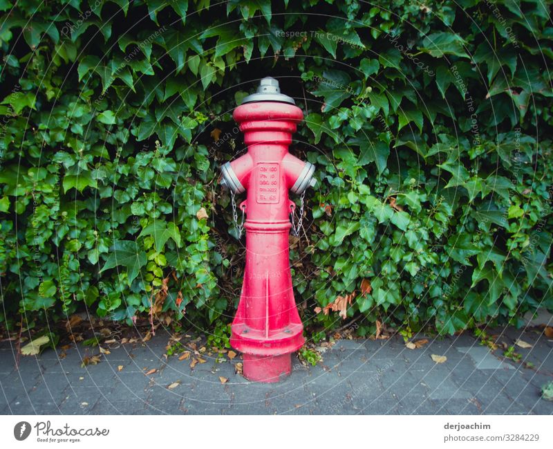 Red meets green. A hydrant on a sidewalk, in red. stands in front of a green hedge. Design Harmonious Summer Fire hydrant Environment Beautiful weather