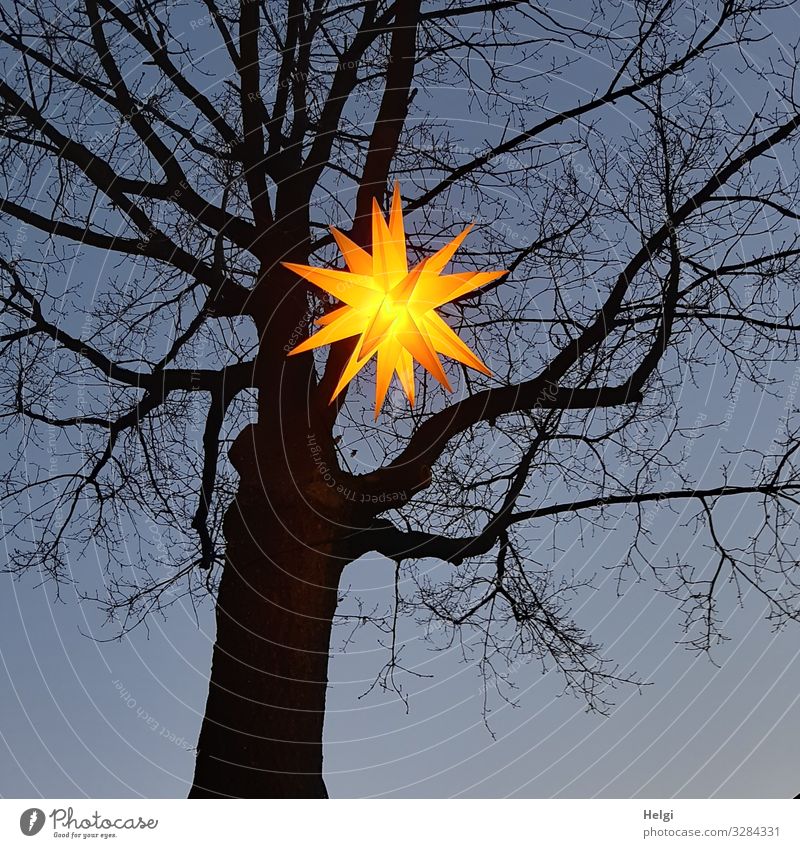Shining star hangs in a bare tree at the blue hour Feasts & Celebrations Christmas & Advent Environment Nature Plant Cloudless sky Winter Tree Star (Symbol)