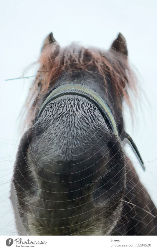 CUCKUCK Animal Horse Animal face Friendliness Curiosity Cute Nature Eating Odor Pasture Love of animals Colour photo Exterior shot Close-up Deserted