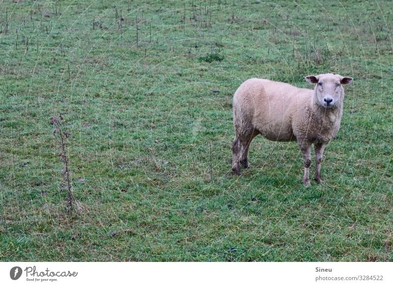 Sheep standing and looking. Environment Nature Landscape Autumn Winter Meadow Pasture Animal Farm animal Observe Think Friendliness Natural Curiosity Cute