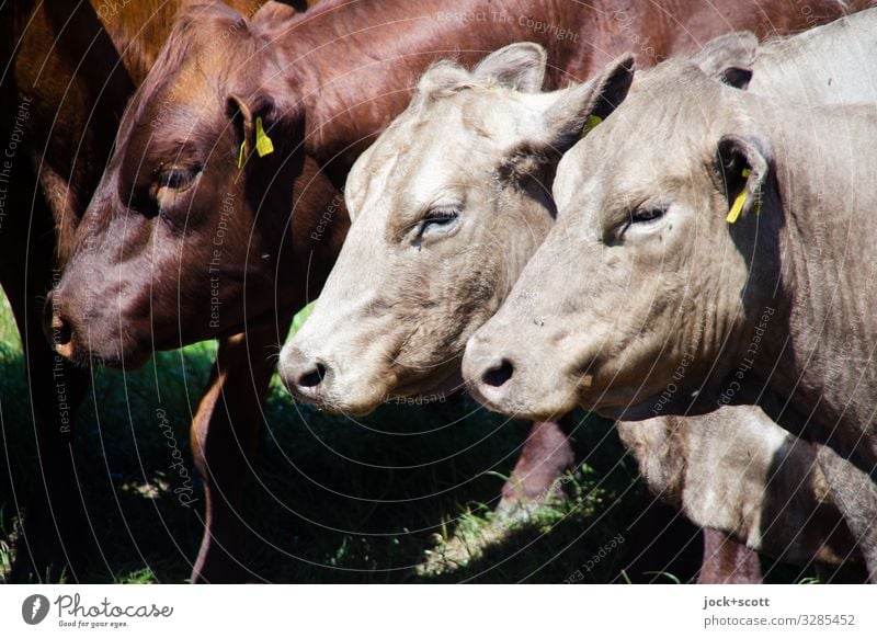 threesome Agriculture Cattle Pasture Müritz Farm animal Cow 3 Animal Signs and labeling Authentic Healthy Brown Emotions Trust Together Serene Posture Behavior
