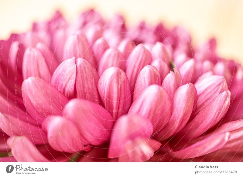 Chrysanthemum pink Nature Plant Blossom Chrysabthema Moody Happy Spring fever Safety Protection Safety (feeling of) Sympathy Friendship Life Calyx Pink