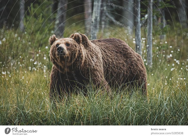 Brown Bear Hunting Freedom Adults Environment Nature Landscape Animal Earth Climate change Weather Tree Forest Fur coat Wild animal 1 Walking Threat Large