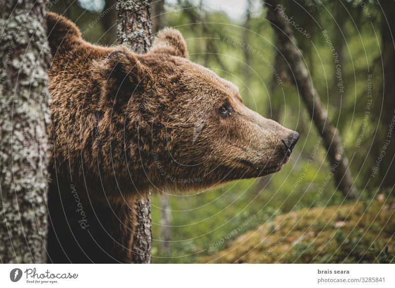 Brown Bear portrait Hunting Tourism Adventure Freedom Environment Nature Landscape Animal Earth Climate change Weather Tree Forest Fur coat Wild animal 1