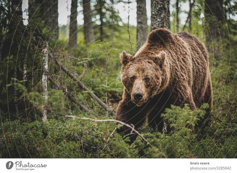 Brown Bear walking on forest Hunting Freedom Adults Environment Nature Landscape Animal Earth Climate change Weather Tree Forest Fur coat Wild animal 1 Walking