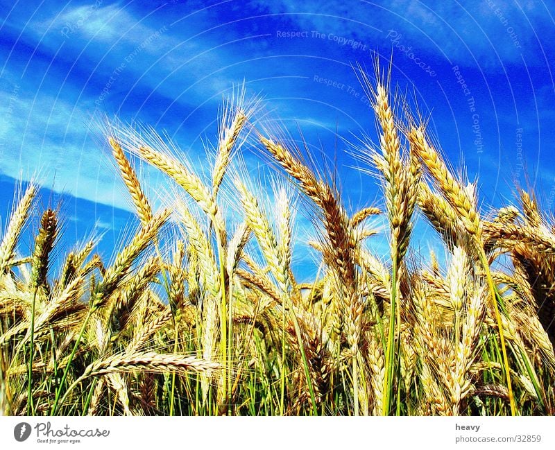 corn heaven Cornfield Ear of corn Summer Field Nature Sky Blue