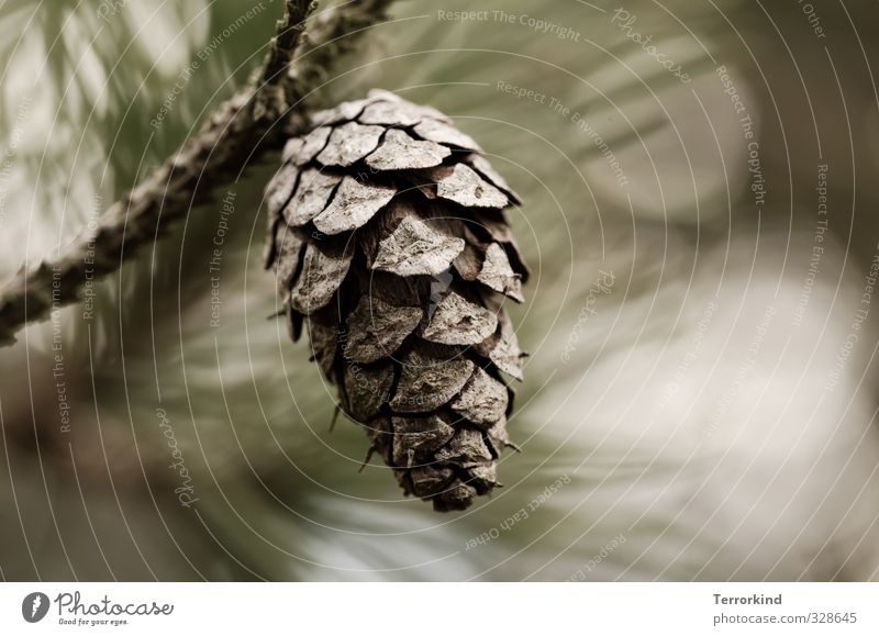 Pine branches with pine cones - a Royalty Free Stock Photo from Photocase