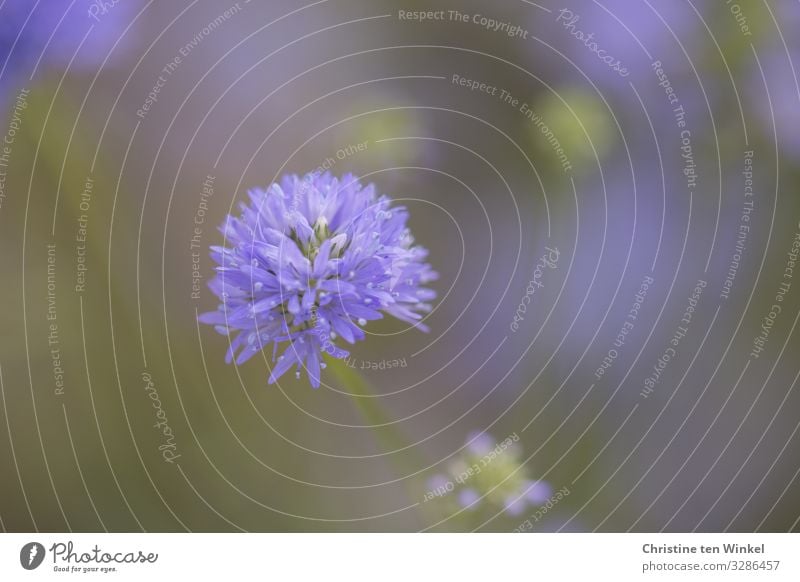 blue-violet blossom in front of a blurred background Environment Nature Plant Blossom Wild plant Cornflower Esthetic Exceptional Fragrance Simple Fantastic