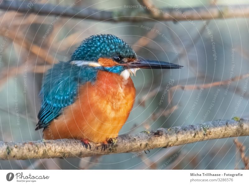 Kingfisher on a branch Environment Nature Animal Sun Sunlight Beautiful weather Tree Twigs and branches River bank Wild animal Bird Animal face Wing Claw Beak