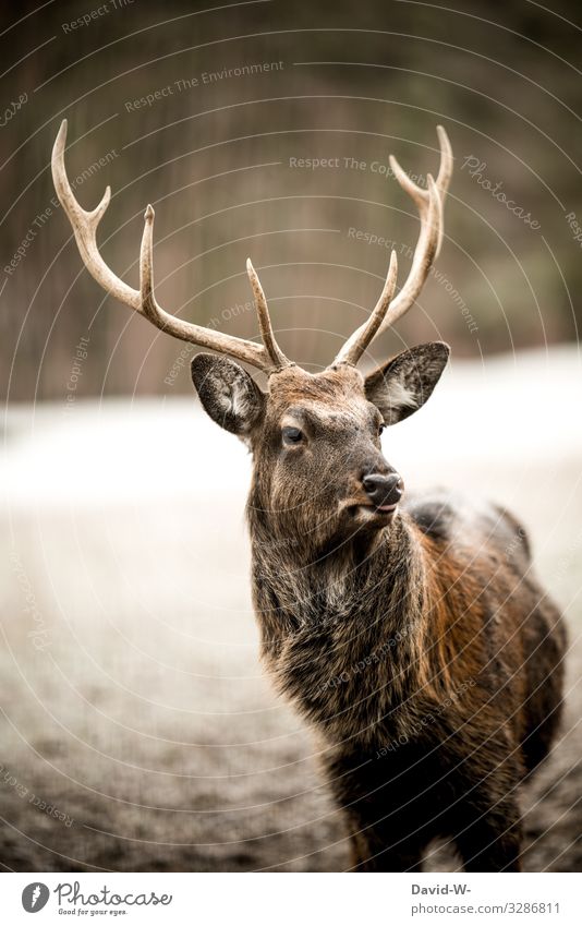 Hirsch looks watchfully into the distance Deer Forest Nature out beautiful time Hunter hunted Elegant already proudly 2 two Brown being out observantly elegance