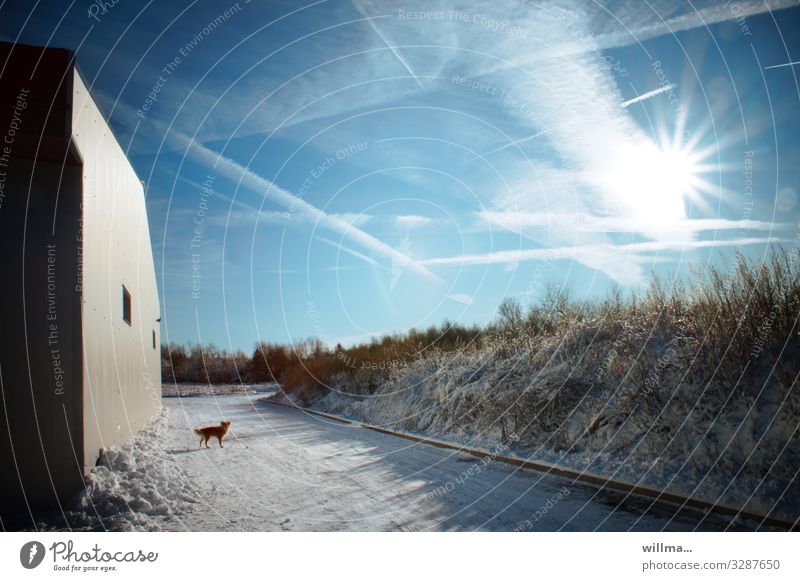 Sunny winter landscape with dog and house wall Landscape Sky Winter Beautiful weather Snow Building House (Residential Structure) Wall (building) Dog Cold
