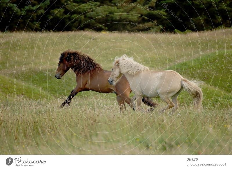 Icelandic ponies in the pasture Equestrian sports Agriculture Forestry Environment Nature Summer Grass Meadow Pasture Dune Hill Denmark Jutland Deserted Animal