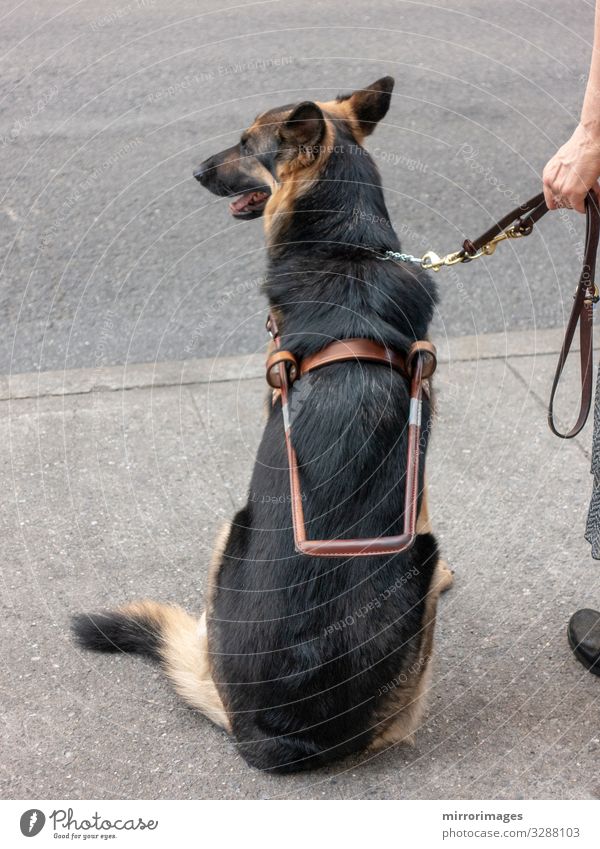 seeing eye dog with owner waiting sitting ro cross street Pedestrian Street Crossroads Animal Pet Dog 1 Authentic Power Reliability Services Exterior shot