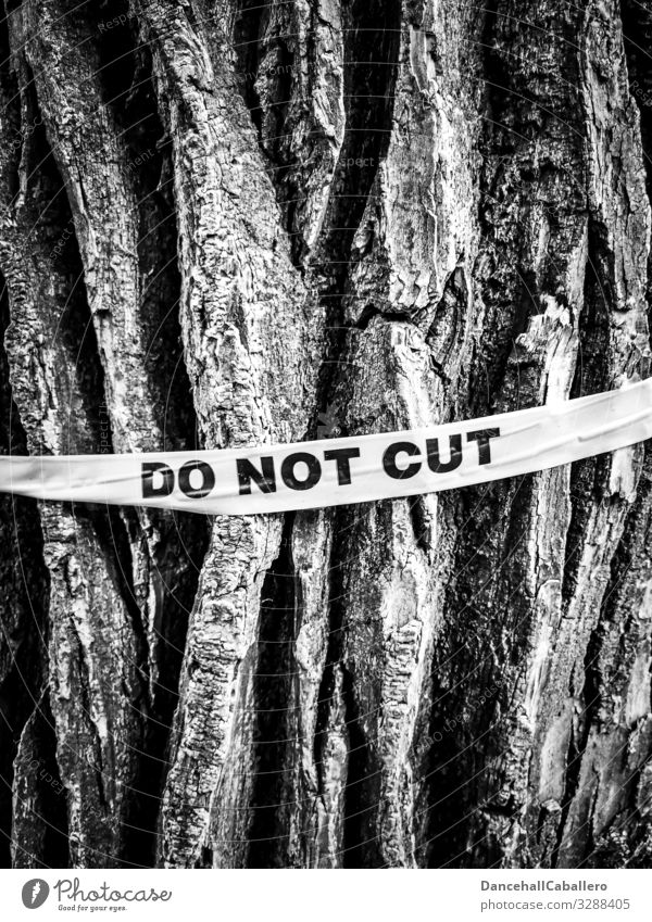Do not cut down a log with lettering tree wood Plant Tree bark Tree trunk Logging Environment Forest Nature Responsibility Ignorant Protection Climate Change