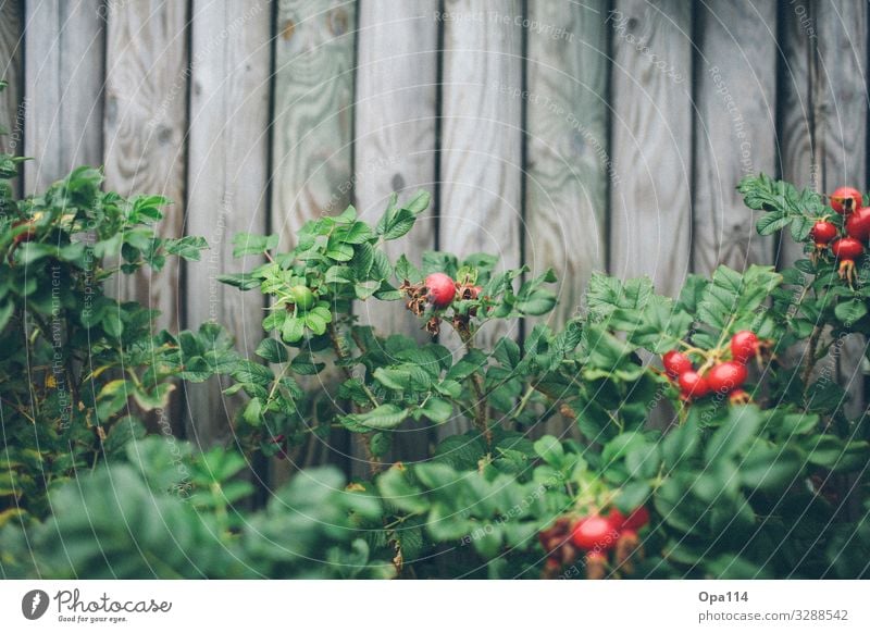 Apple Rose Summer Plant Flower Foliage plant Wood Blossoming Growth Wait Gray Green Red peak Thorny "Apple rose rose hip Syltrose" Colour photo Exterior shot