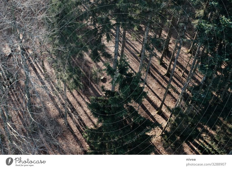 Coniferous forest from above Forest Coniferous trees Bird's-eye view Nature Colour photo Tree Exterior shot Deserted Landscape Environment Plant Light Day Green