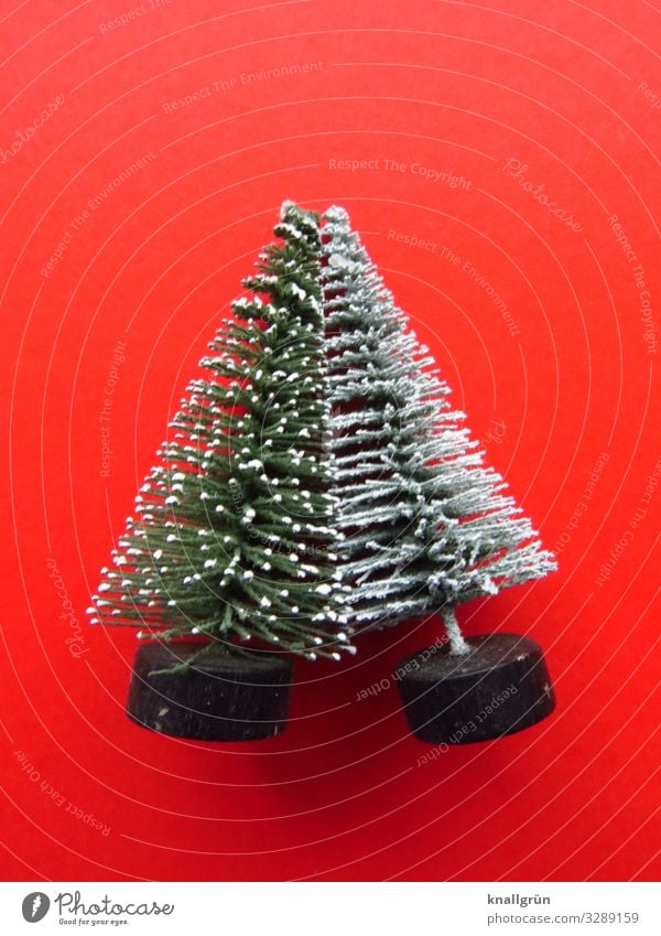 inseparable Plant Tree Christmas tree Decoration Decoration tree Touch Together Green Red White Emotions Contact Attachment Lean Tilt 2 Colour photo Studio shot