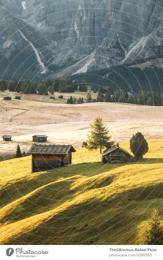 Alpe di Suisi - Alpe di Siusi Nature Green Morning Moody Hill Hut Italy Dolomites Seiser Alm Tree Gorgeous Forest Mountain Alps Colour photo Exterior shot